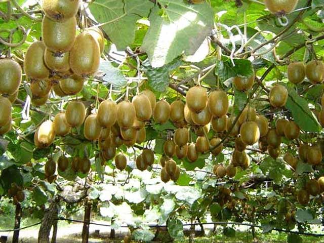 Kiwi - những cây ăn quả dễ trồng - kythuatcanhtac.com