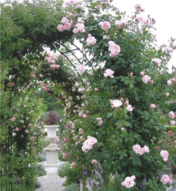 Hoa hồng leo Nahema rose nhập ngoại 9 - kythuatcanhtac.com