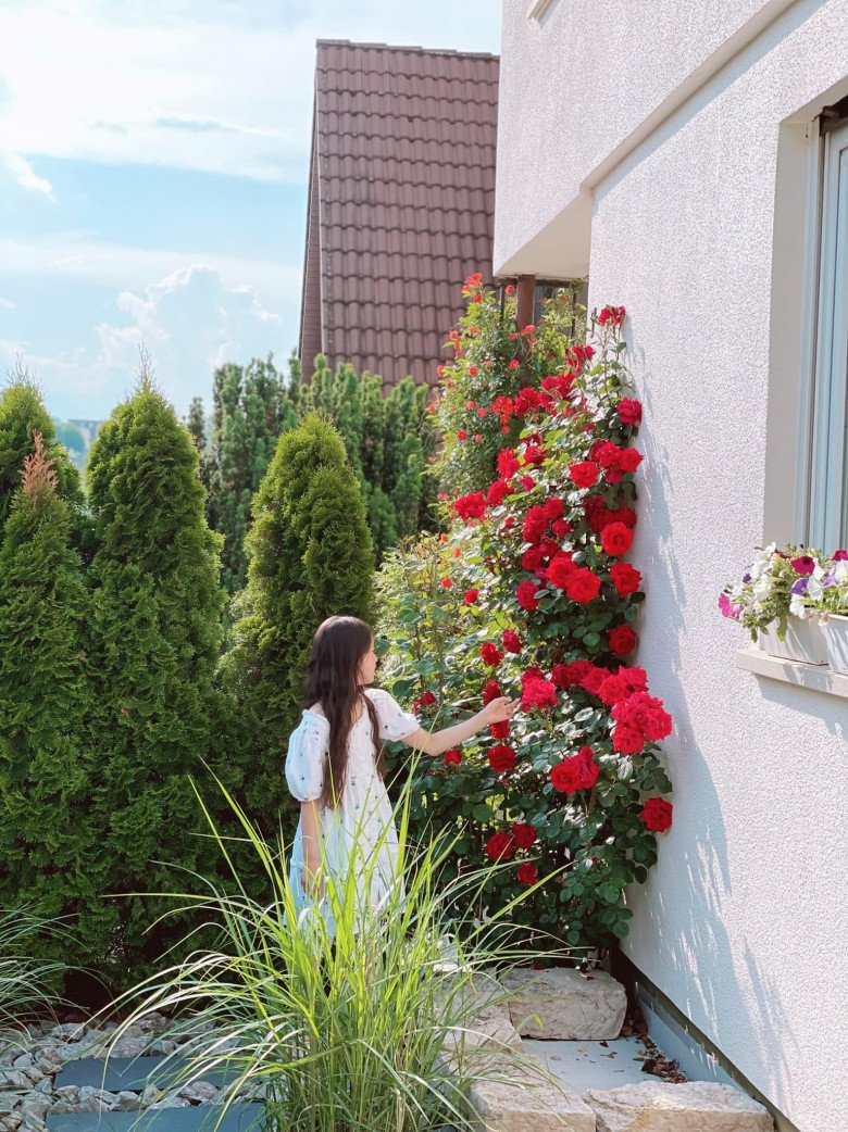 Mẹ Việt trồng đủ loại hoa hồng ở Đức, khu vườn 300m2 đẹp như truyện cổ tích - 7 - kythuatcanhtac.com