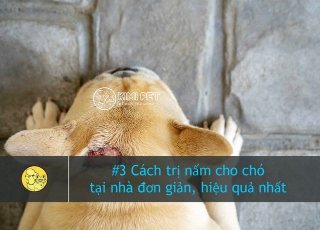 Những dấu hiệu thường thấy khi chó bị bệnh nấm da - kythuatcanhtac.com