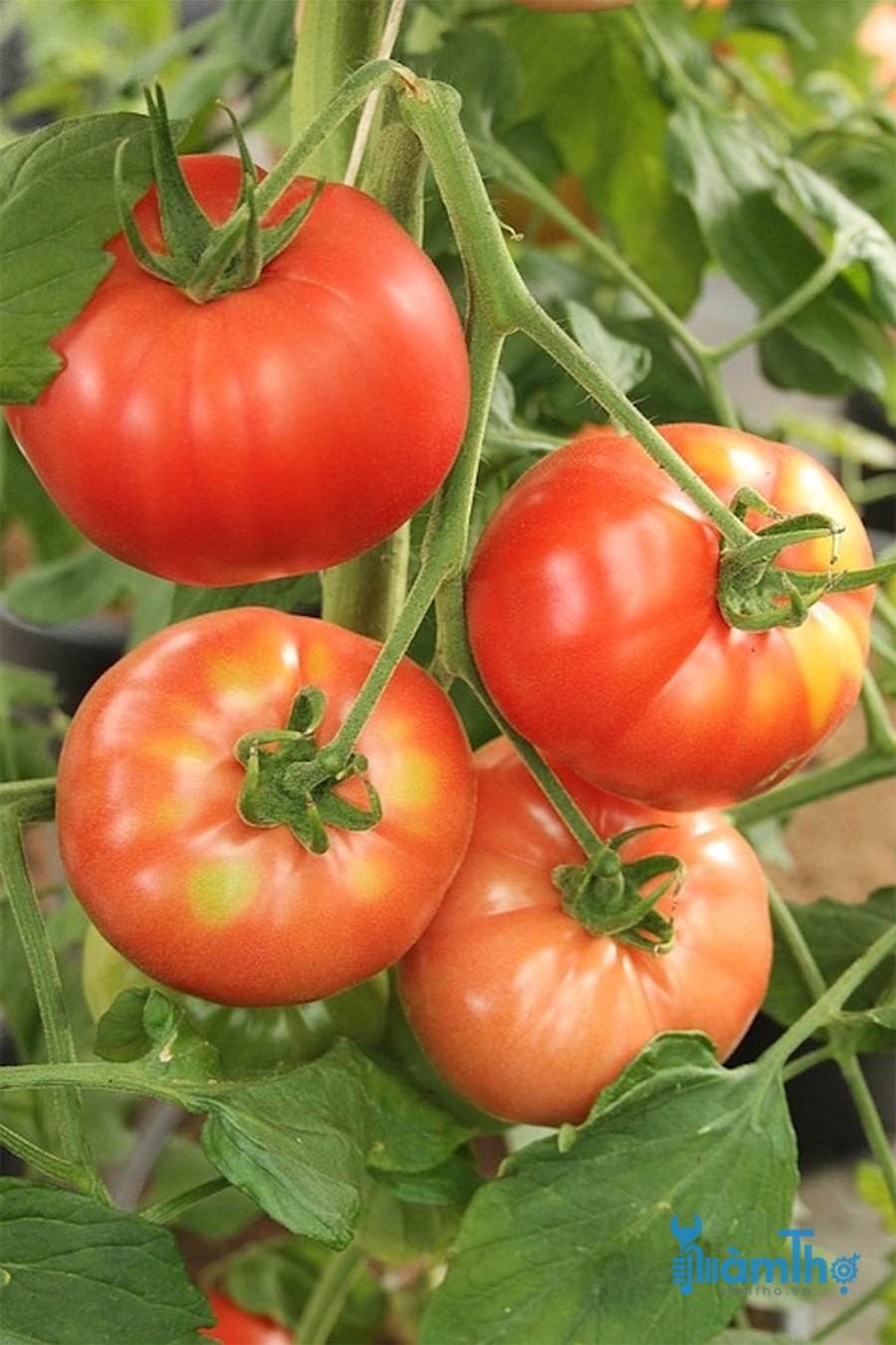 Cách trồng và chăm sóc cà chua Beef thu hoạch liền tay - kythuatcanhtac.com