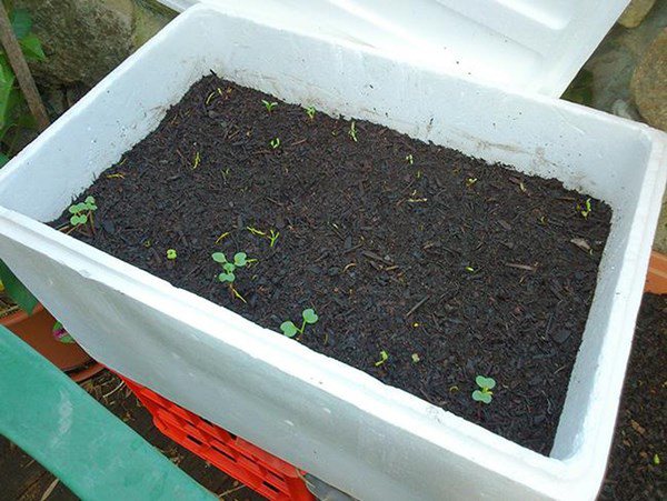 Cách trồng cà tím trong thùng xốp đơn giản tại nhà, quan trọng nhất là phải chú ý nhiệt độ - 3 - kythuatcanhtac.com