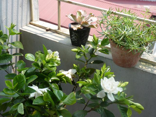 5 loại cây, hoa thơm nức mũi, đặt trong nhà tắm bay hết mùi, chẳng khác gì xịt nước hoa - kythuatcanhtac.com