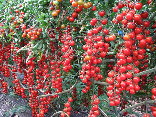 Cà chua chuỗi ngọc - các loại cây ăn quả trồng trong chậu - kythuatcanhtac.com