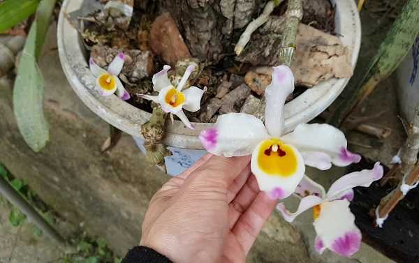 Hoa phong lan - kythuatcanhtac.com