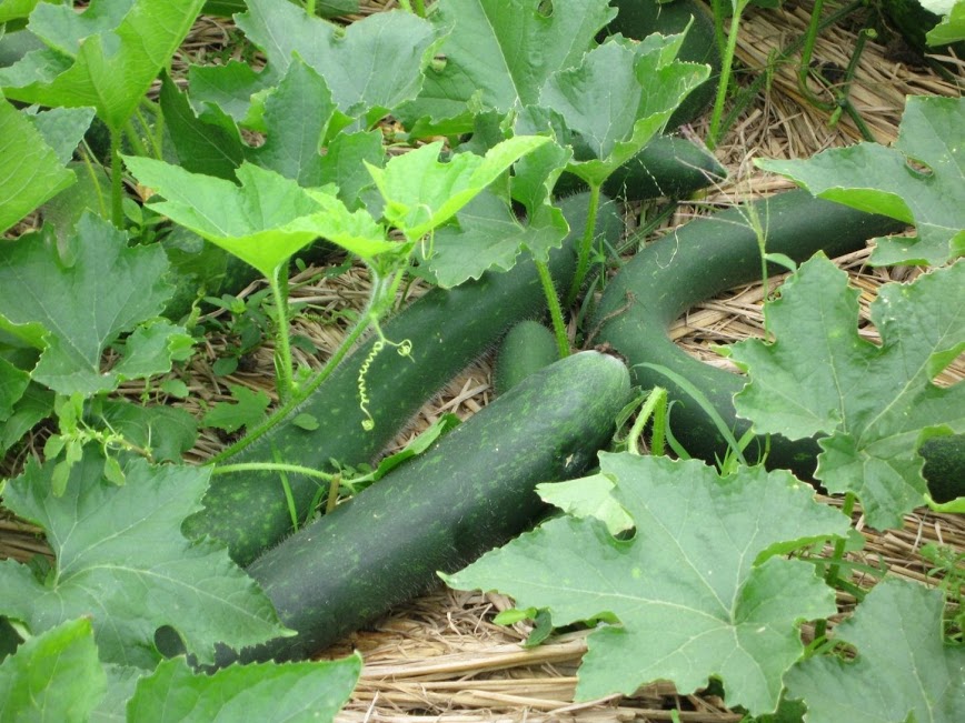 Tuyệt chiêu trồng bí đao xanh thu hoạch liền tay - kythuatcanhtac.com