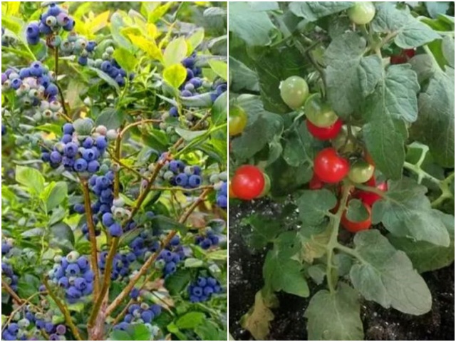 Trên ban công trồng 3 loại cây ăn quả đẹp mắt này, cho quả tươi ăn lúc nào không hay - kythuatcanhtac.com