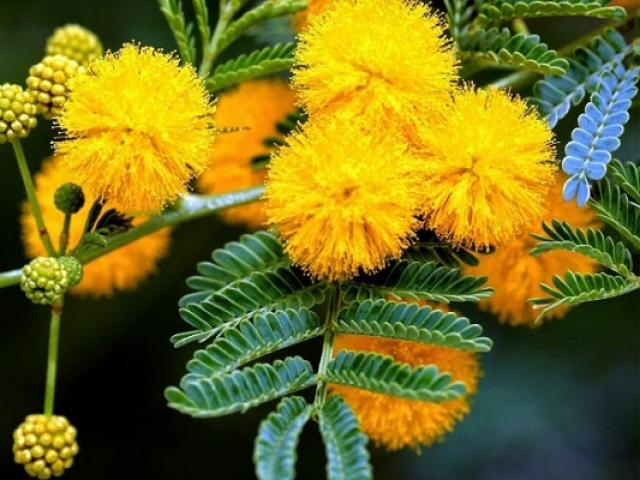 Hoa Mimosa là hoa gì? Ý nghĩa và cách trồng loài hoa đẹp độc lạ - kythuatcanhtac.com