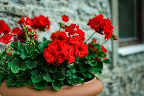 Hoa Phong Lữ Thảo: Đặc điểm, ý nghĩa và cách trồng ra hoa đẹp - 3 - kythuatcanhtac.com