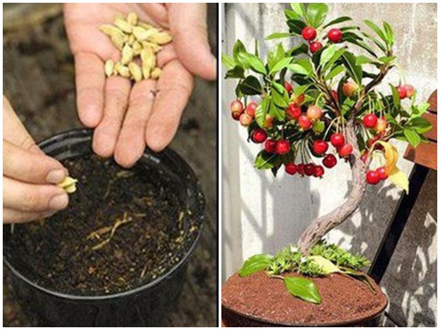 5 loại cây trồng vĩnh cửu, ăn xong vứt hạt xuống lớn vù vù, vài năm sau ra quả - kythuatcanhtac.com