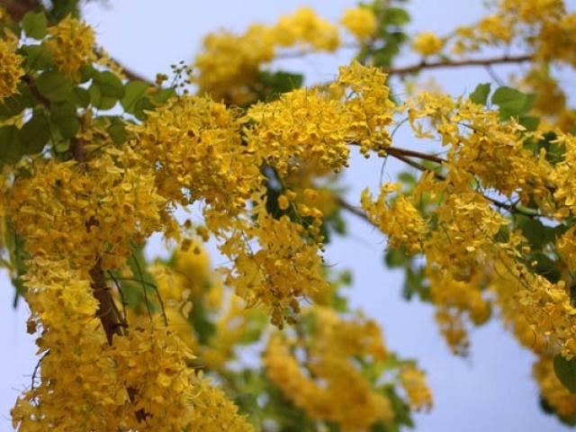 Hoa Bọ Cạp vàng: Đặc điểm, nguồn gốc, ý nghĩa và cách trồng - kythuatcanhtac.com