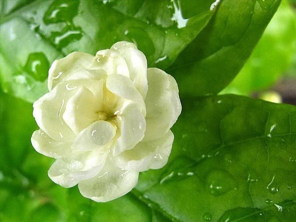 4 loại hoa có mùi thơm nhất, đặt một chậu ở ban công nhà sẽ tỏa hương thoang thoảng - 3 - kythuatcanhtac.com