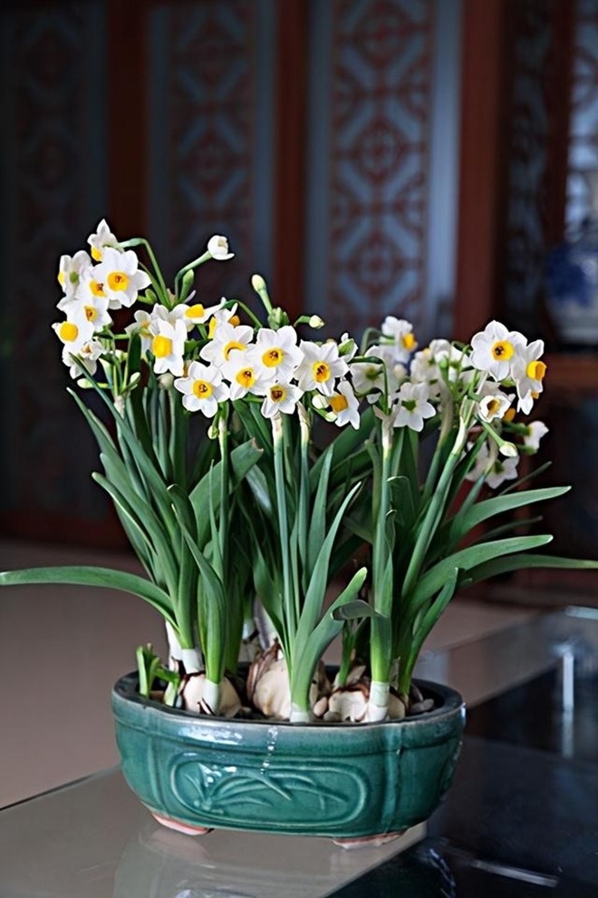 3 loại hoa đẹp lớn vùn vụt nhưng càng lùn mới càng xinh, hoa nở chơi nửa tháng - 4 - kythuatcanhtac.com