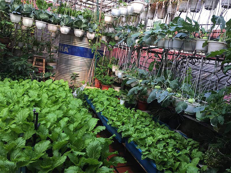 Mẹ Hà Nội làm vườn treo trên sân thượng 50m2, cả năm không mất tiền mua rau - 3 - kythuatcanhtac.com