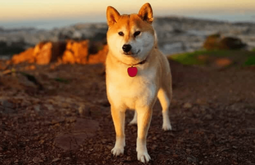 Chó Shiba - Nguồn gốc, đặc điểm và cách chăm sóc chú chó shiba 13 - kythuatcanhtac.com