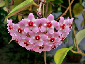 Sắc màu tươi tắn và hương thơm dịu ngọt của hoa cầm cù - kythuatcanhtac.com