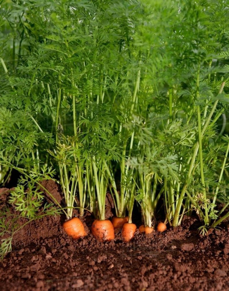 Hãy gieo hạt vào 2-3 tuần trước khi vào vụ đông hoặc vào đầu mùa xuân. Có thể trồng từ khoảng tháng 7 đến tháng 2 năm sau.  - kythuatcanhtac.com