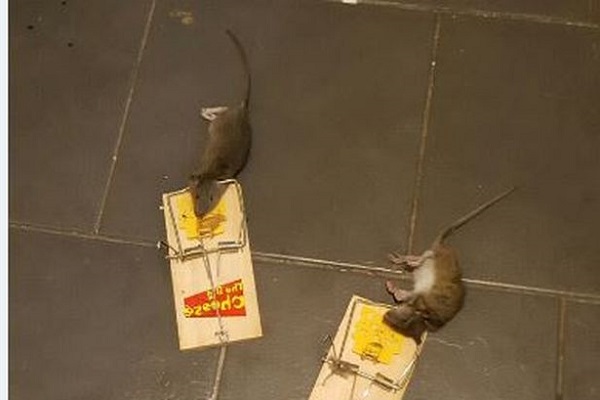 Hướng dẫn cách diệt chuột tận gốc hiệu quả an toàn - 2 - kythuatcanhtac.com