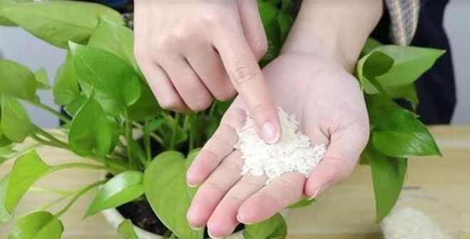 Rắc một nắm gạo vào chậu hoa, cả năm cây không bị vàng, rễ khỏe, bật mầm xanh - 3 - kythuatcanhtac.com