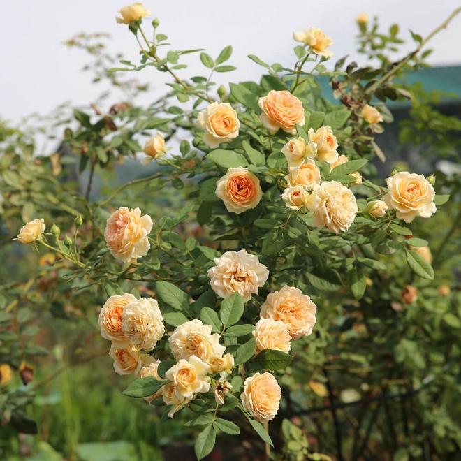 2 loại hoa hồng này là amp;#34;vua hoaamp;#34;, khi nở biến tường thành biển hương, thơm nức - 1 - kythuatcanhtac.com