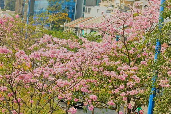 Cây Kèn Hồng có ý nghĩa và cách trồng cây Chuông Hồng ra hoa đẹp - 6 - kythuatcanhtac.com