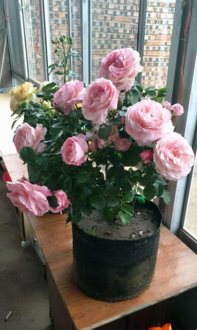 Hoa hồng trồng chậu ngày một cỗi, chỉ cần một mẹo nhỏ rễ khỏe như vâm, nụ nở đẹp - 3 - kythuatcanhtac.com