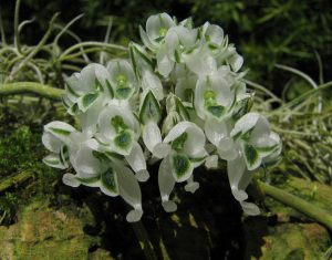 Hình ảnh các loài phong lan lạ và đẹp - kythuatcanhtac.com