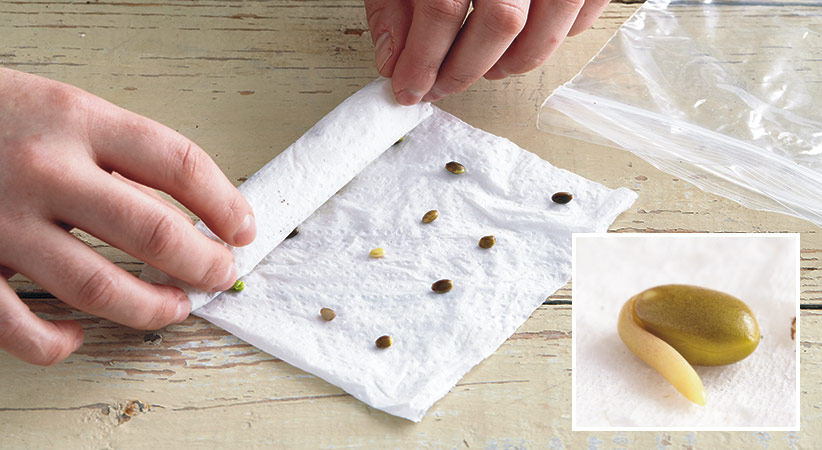 Đặt hạt lựu lên một tấm khăn giấy ẩm và cuộn lại. Cho những cuộn giấy ẩm có chứa hạt giống vào trong những túi bóng và buộc chặt lại - kythuatcanhtac.com