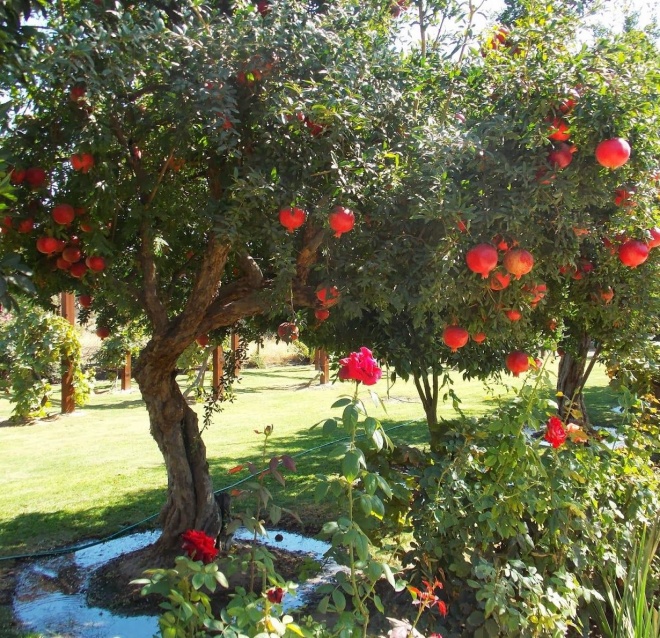 3 loại cây tốt lành sống lâu trăm tuổi, trồng một lần thu hoạch nhiều năm - 1 - kythuatcanhtac.com