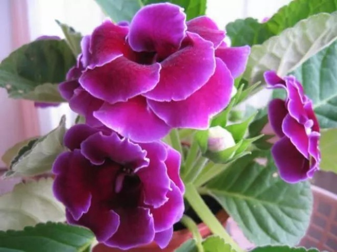 Chỉ cần giữ lại 3 loại hoa này trên ban công, trồng 1 lần nở rộ 365 ngày trong năm - 4 - kythuatcanhtac.com