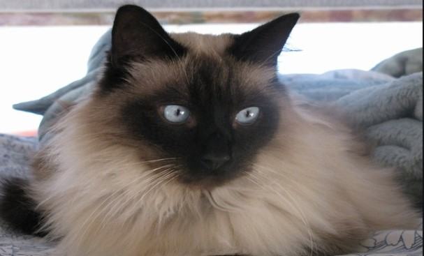 Kiến thức Mèo Anh Lông Dài (British Longhair Cat) A-Z 23 - kythuatcanhtac.com