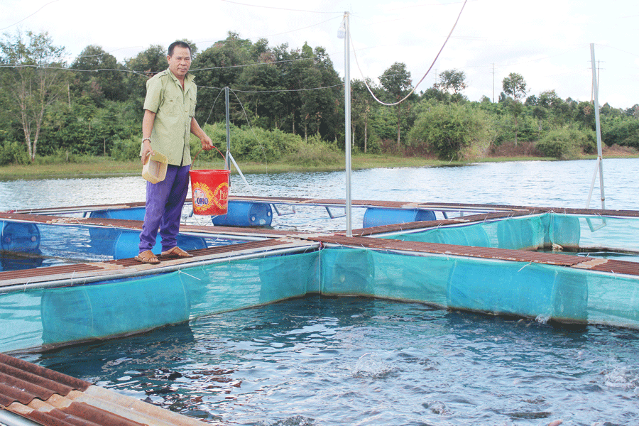Kỹ thuật nuôi cá Trắm Cỏ trong lồng bè trên sông - kythuatcanhtac.com