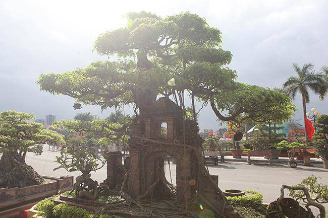 Mãn nhãn cây sanh “hồn quê đất Việt”, khách trả 6 tỷ chủ nhân chưa bán - 4 - kythuatcanhtac.com