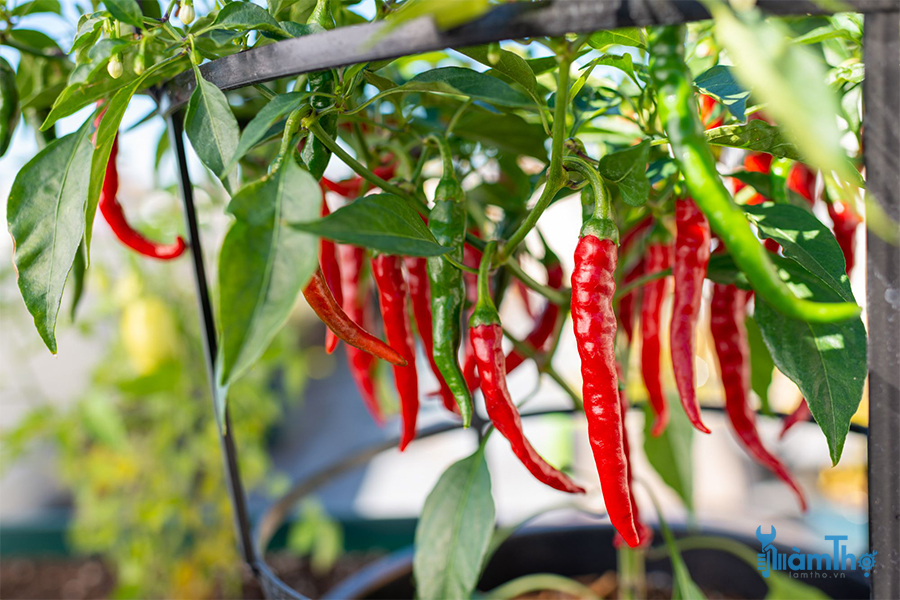 Ô cửa sổ ở nơi có ánh nắng là lý tưởng nhất để trồng ớt - kythuatcanhtac.com