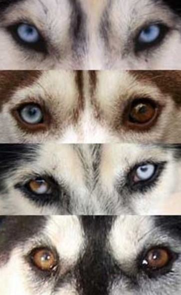 Chó Husky sibir - Những thông tin cơ bản về nguồn gốc, đặc điểm, cách chăm sóc chú chó Husky sibir 12 - kythuatcanhtac.com
