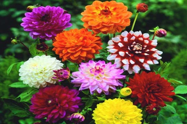 Hoa Thược Dược - Ý nghĩa, cách trồng và chăm sóc hoa nở vào dịp Tết - 3 - kythuatcanhtac.com