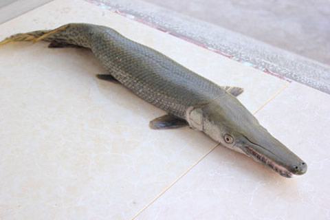 Đặc điểm hình thái của cá sấu hỏa tiễn - kythuatcanhtac.com