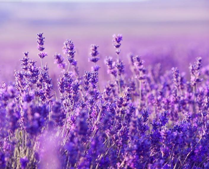 chùm ảnh hoa lavender đẹp nhất - kythuatcanhtac.com