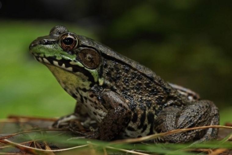 Những thông tin thú vị liên quan đến loài ếch 9 - kythuatcanhtac.com