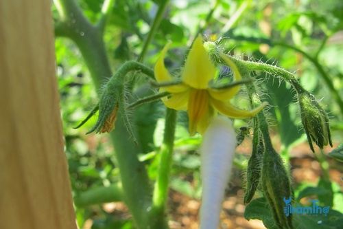 Sử dụng tăm bông để thụ phấn cây cà chua - kythuatcanhtac.com