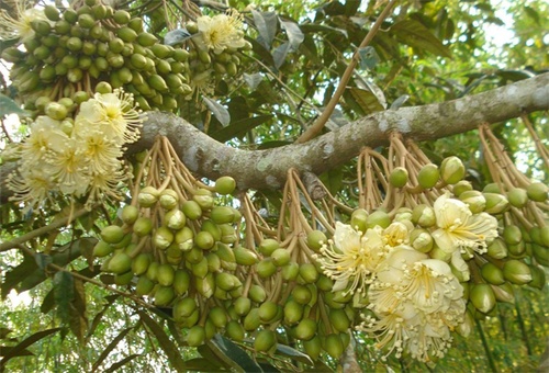 Cần có phương án cụ thể trong trồng và chắm sóc cây sầu riêng ở giai đoạn ra hoa và đậu quả non - kythuatcanhtac.com
