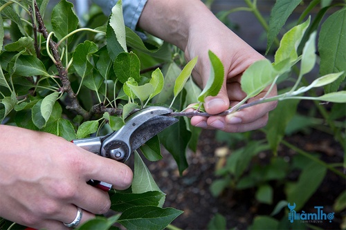 Cách cắt tỉa cây ăn quả vào mùa hè đúng kỹ thuật - kythuatcanhtac.com