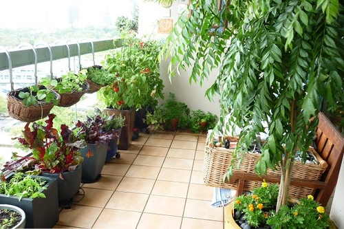 Top 10 cây trồng ban công đẹp chịu nắng, dễ trồng và chăm sóc - 1 - kythuatcanhtac.com