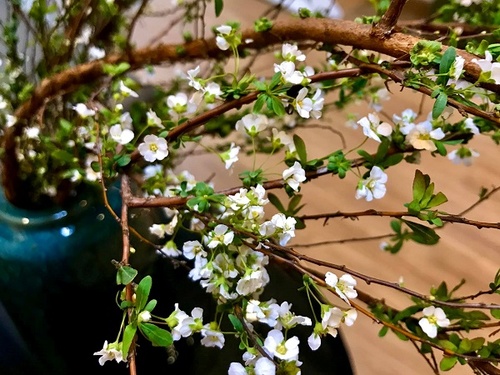 Hoa Tuyết Mai - Nguồn gốc, đặc điểm, ý nghĩa, cách chăm sóc hoa bền lâu - 3 - kythuatcanhtac.com
