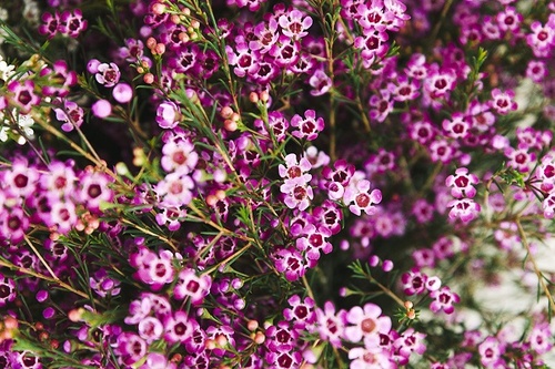 Ý nghĩa hoa Thanh Liễu, đặc điểm, cách trồng và cắm hoa sao cho bền lâu - 4 - kythuatcanhtac.com