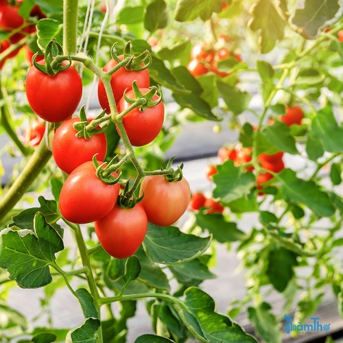 Cách trồng cà chua hữu cơ trong nhà thành công - kythuatcanhtac.com