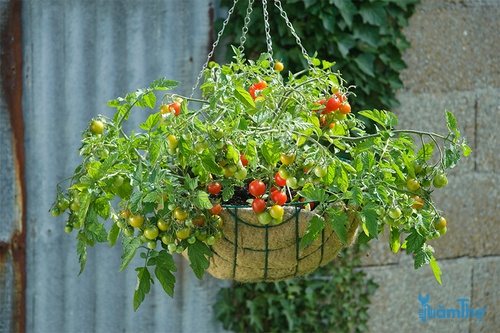 Cách làm chín cà chua trên cây  - kythuatcanhtac.com