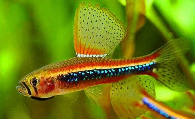 Cá bướm điên điển - Thông tin và kỹ thuật nuôi cá bướm điên điển 2 - kythuatcanhtac.com