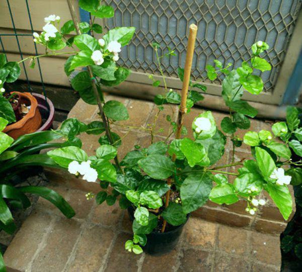 5 loại hoa nở đẹp lại dễ trồng, để trong bóng râm lâu ngày vẫn phát triển tốt - 4 - kythuatcanhtac.com