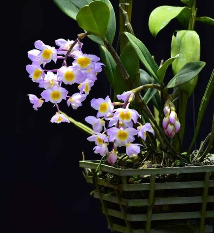 Hoa lan kiều tím - Loài hoa có vẻ đẹp không tỳ vết 31 - kythuatcanhtac.com